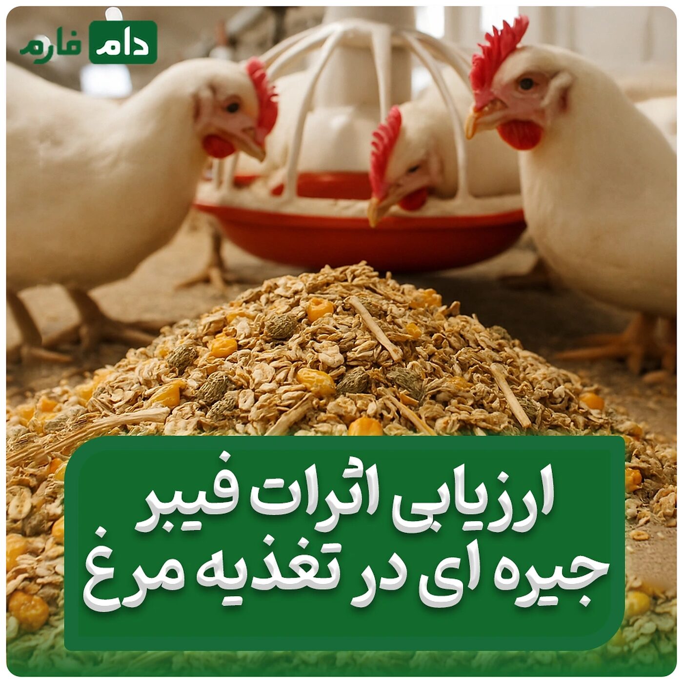 ارزیابی_اثرات_فیبر_جیره‌ای_در_تغذیه_مرغ