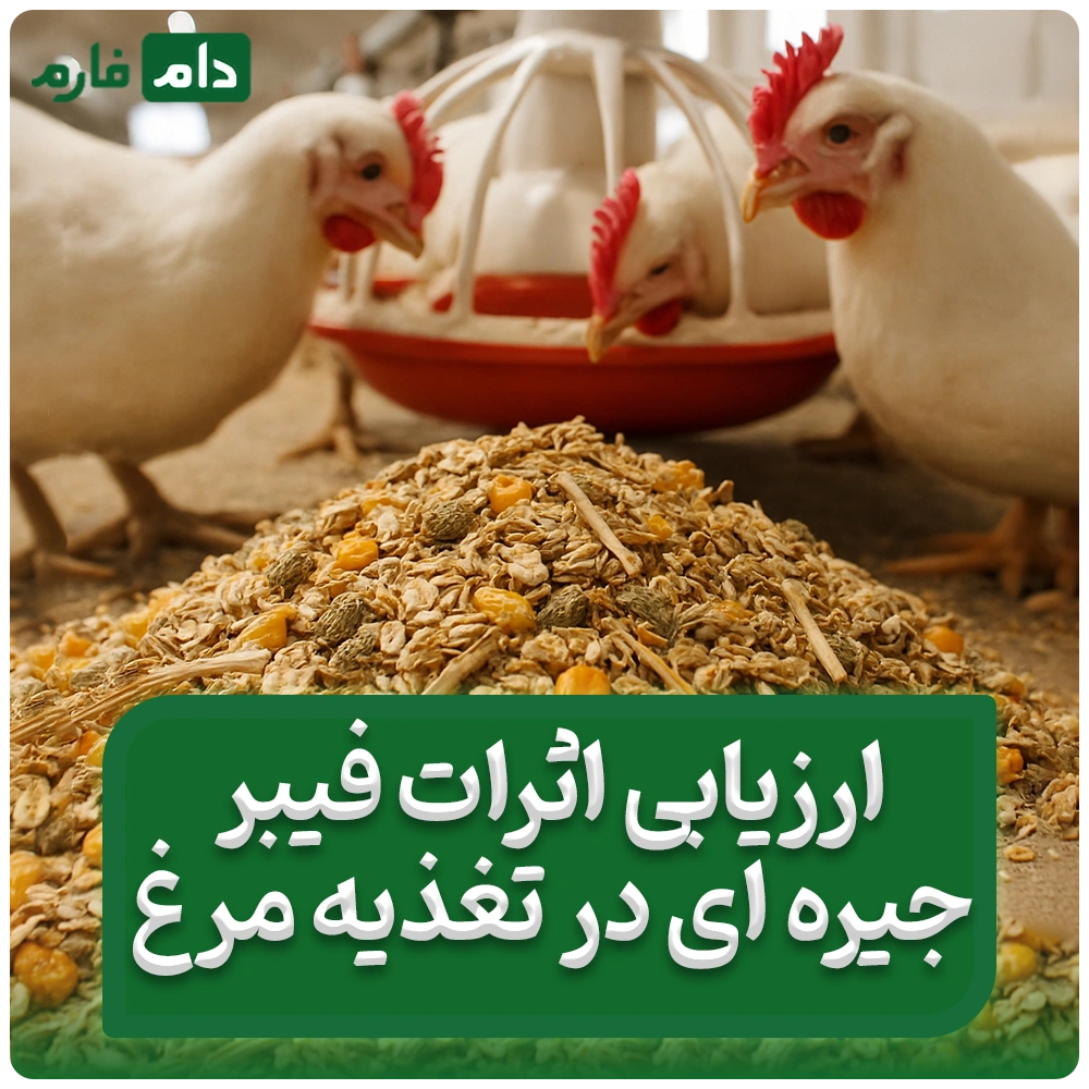 ارزیابی_اثرات_فیبر_جیره‌ای_در_تغذیه_مرغ