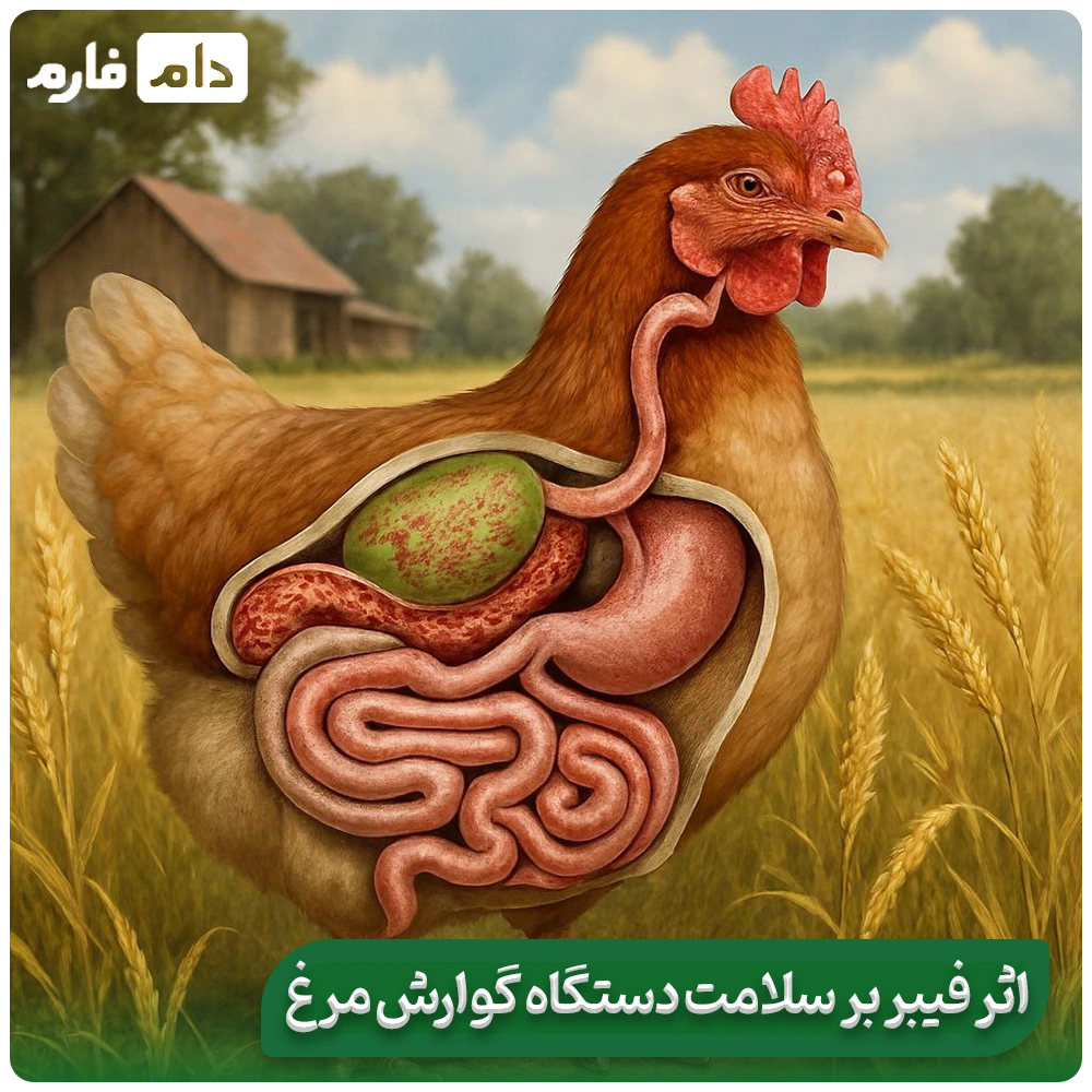 Evaluating-the-effects-of-dietary-fiber-in-chicken-nutrition