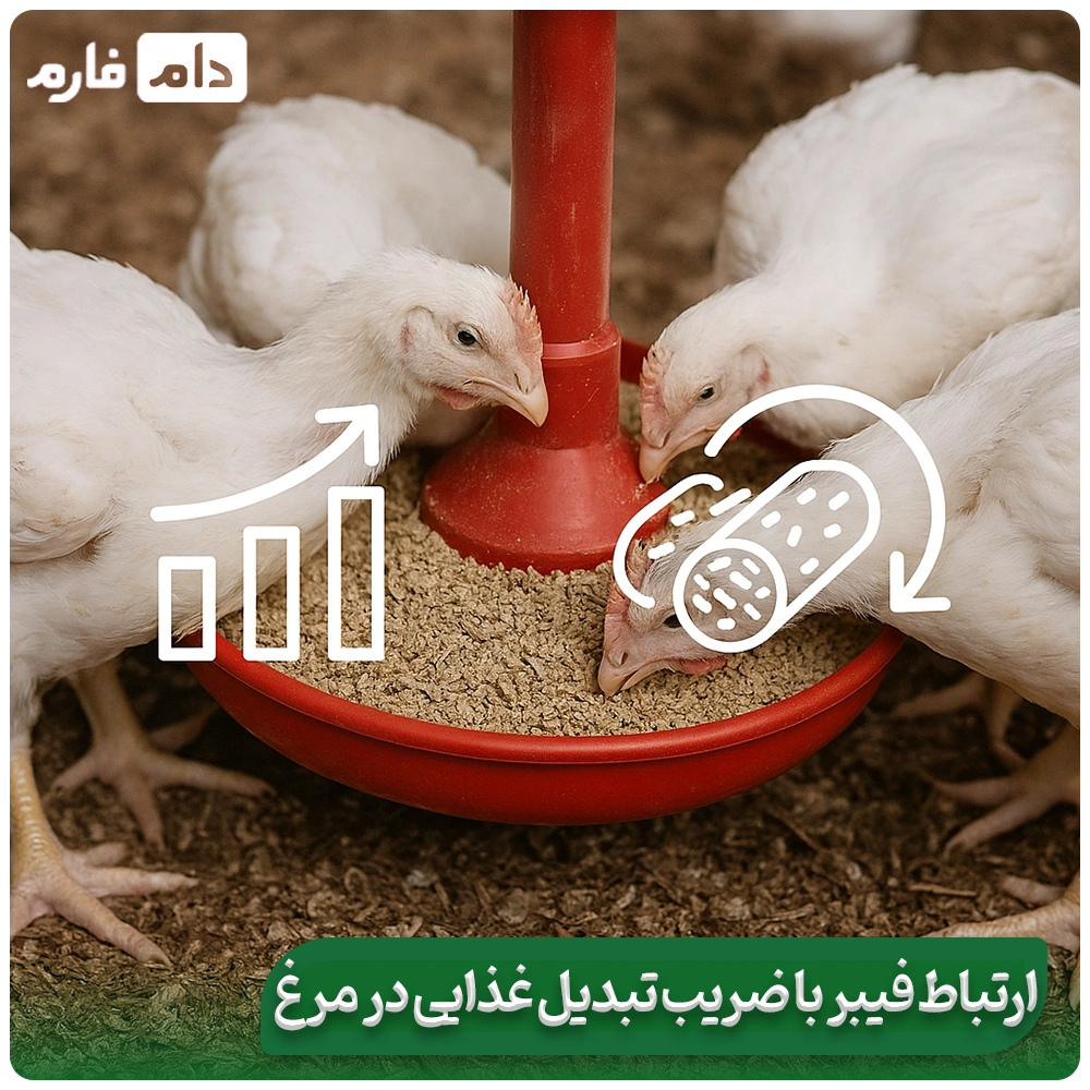 Evaluating-the-effects-of-dietary-fiber-in-chicken-nutrition