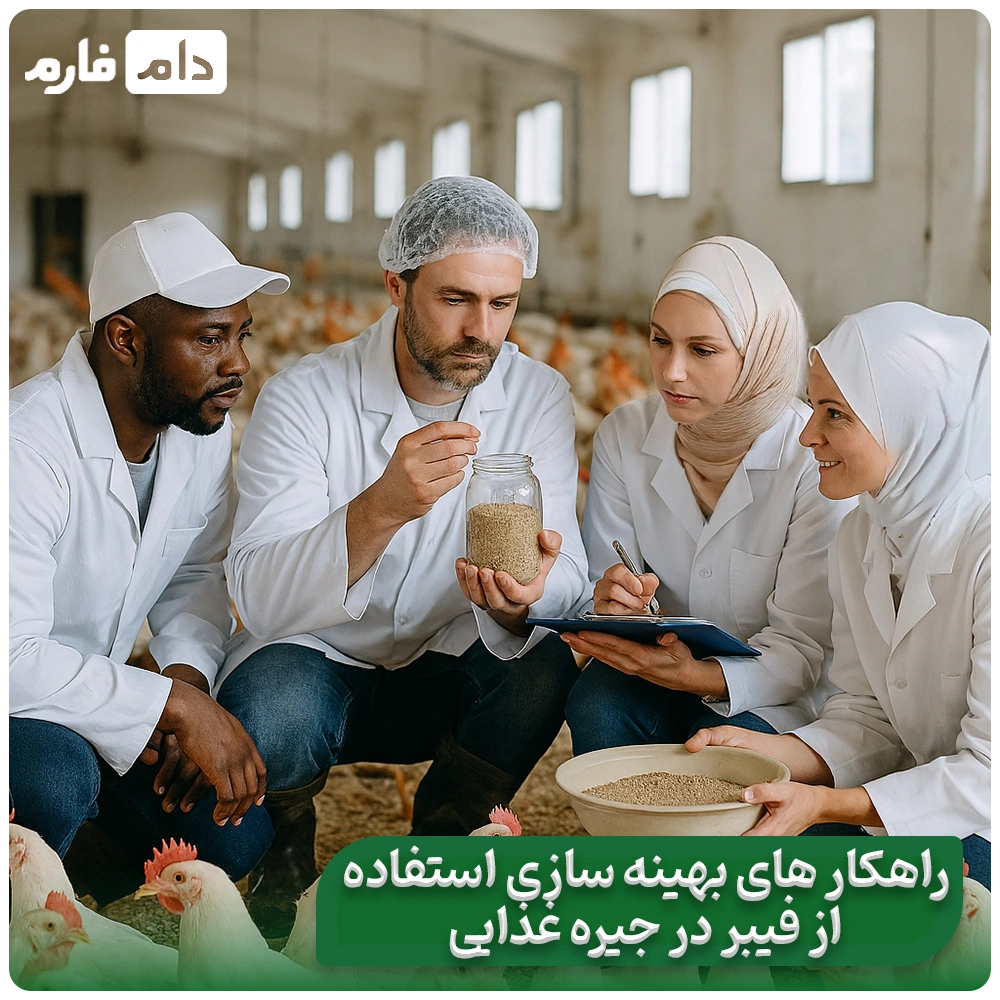 Evaluating-the-effects-of-dietary-fiber-in-chicken-nutrition