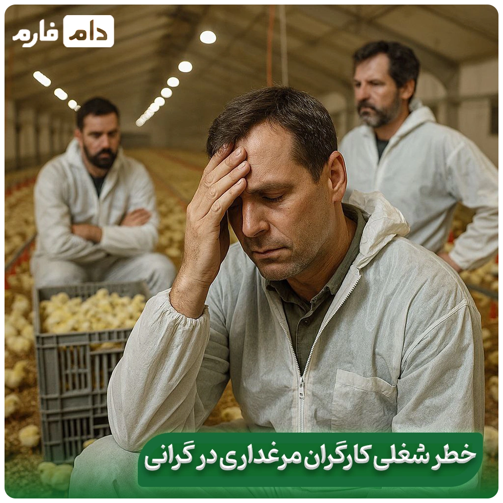 The-reason-for-the-sudden-increase-in-chicken-prices-and-its-consequences