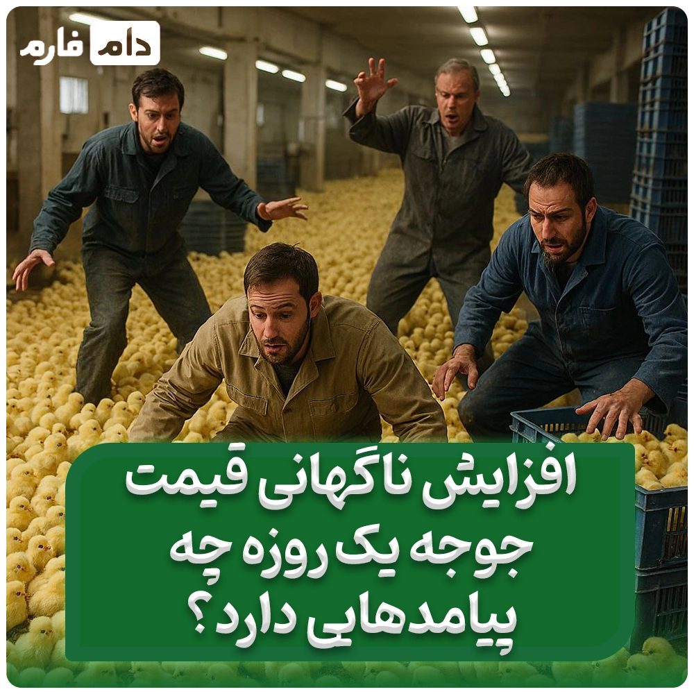 5_علت_افزایش_ناگهانی_قیمت_جوجه_یک_روزه_و_پیامدهای_آن