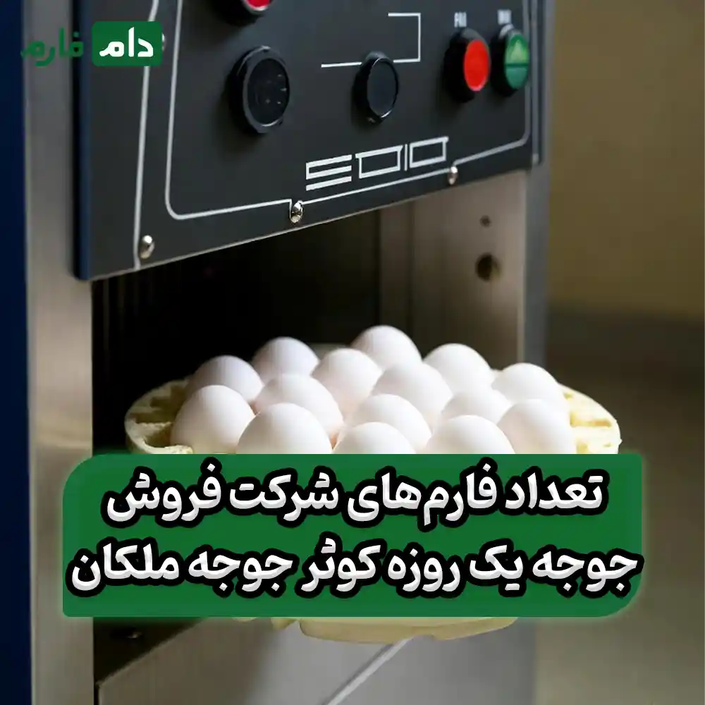 Kowsar-Chickens-one-day-old-chick-sales-company-Malekan-Chickens-09190089057