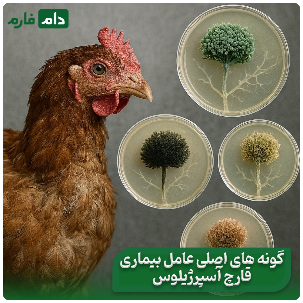 What-is-Aspergillus-disease-in-poultry-Aspergillus-disease