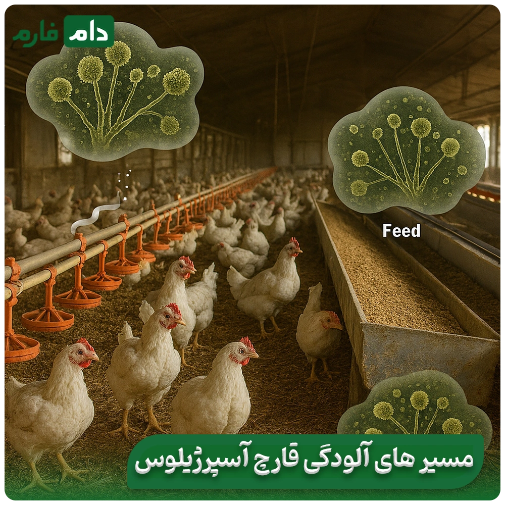 What-is-Aspergillus-disease-in-poultry-Aspergillus-disease