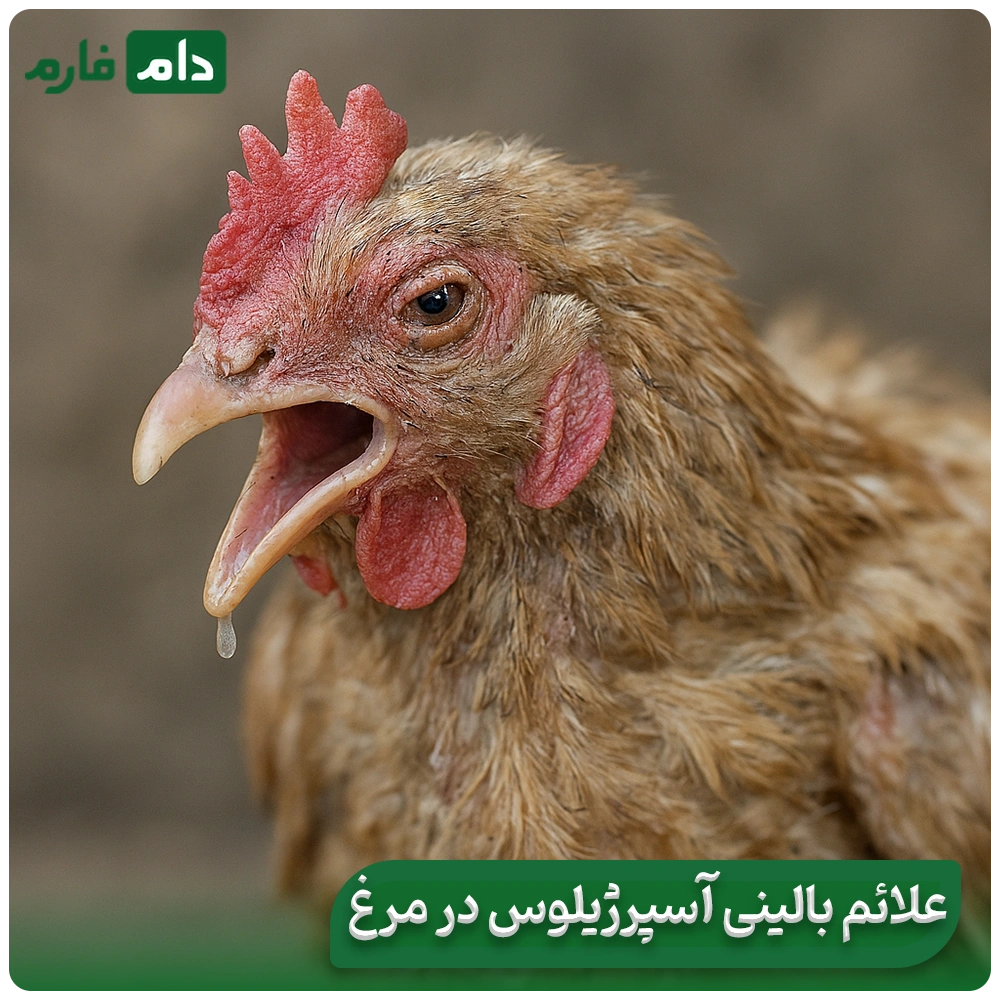What-is-Aspergillus-disease-in-poultry-Aspergillus-disease