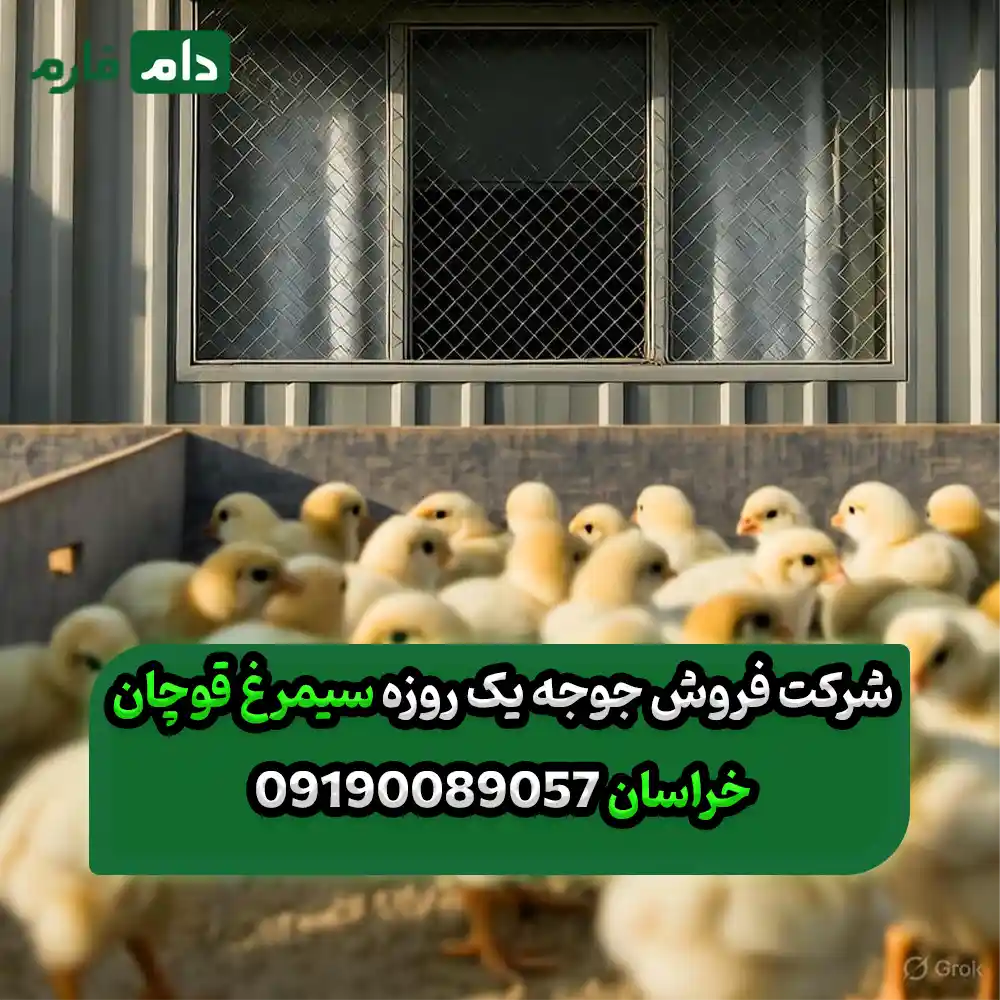 _فروش_جوجه_یک_روزه__شرکت_سیمرغ_قوچان_خراسان_09190089057