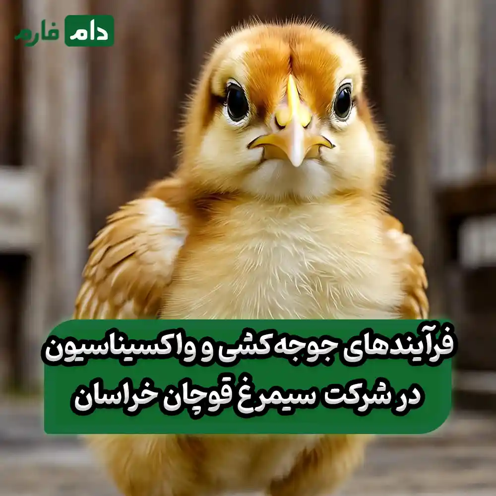 One-day-old-Simorgh-chick-sales-company-Quchan-Khorasan-09190089057