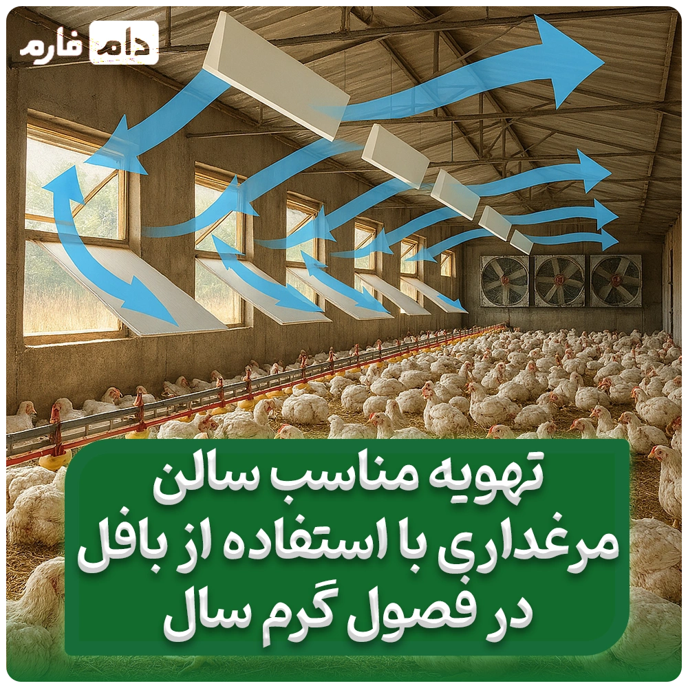 تهویه_مناسب_سالن_مرغداری_با_استفاده_از_بافل_در_فصول_گرم_سال