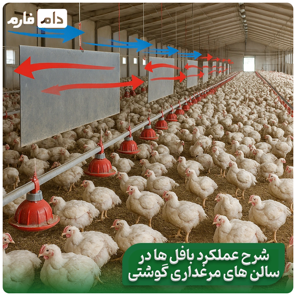 Proper-ventilation-of-the-poultry-house-using-baffles-during-hot-seasons