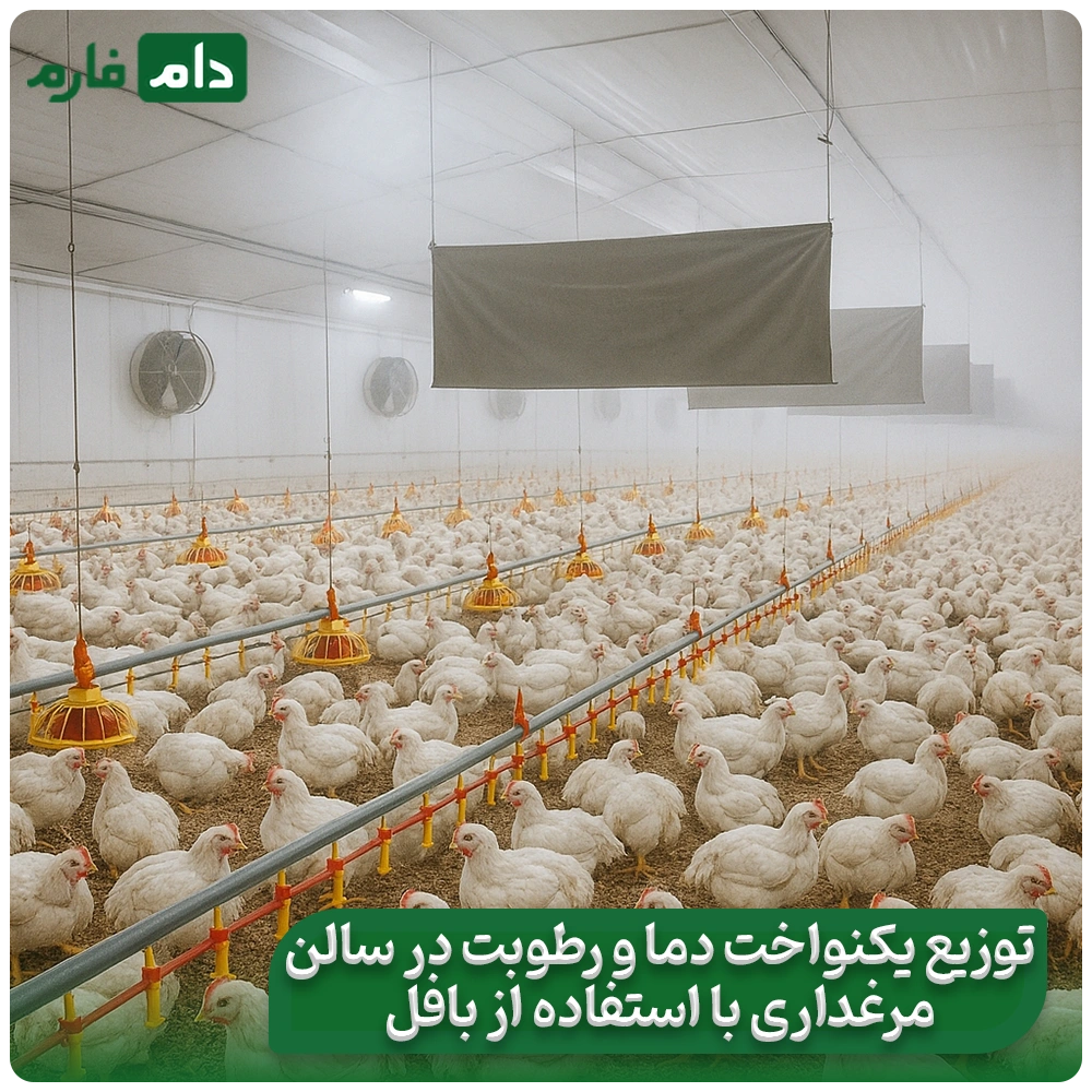 Proper-ventilation-of-the-poultry-house-using-baffles-during-hot-seasons