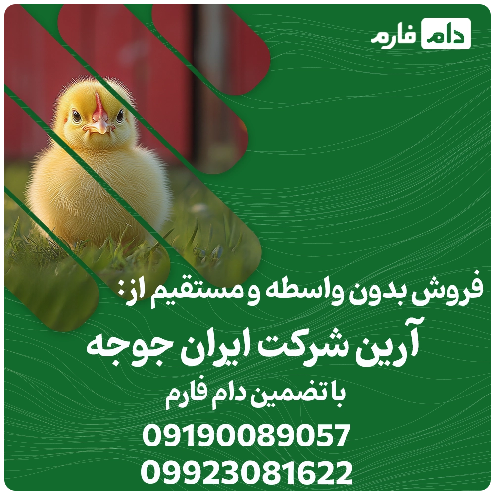 مرکز_فروش_جوجه_یک_روزه_آرین_شرکت_ایران_جوجه