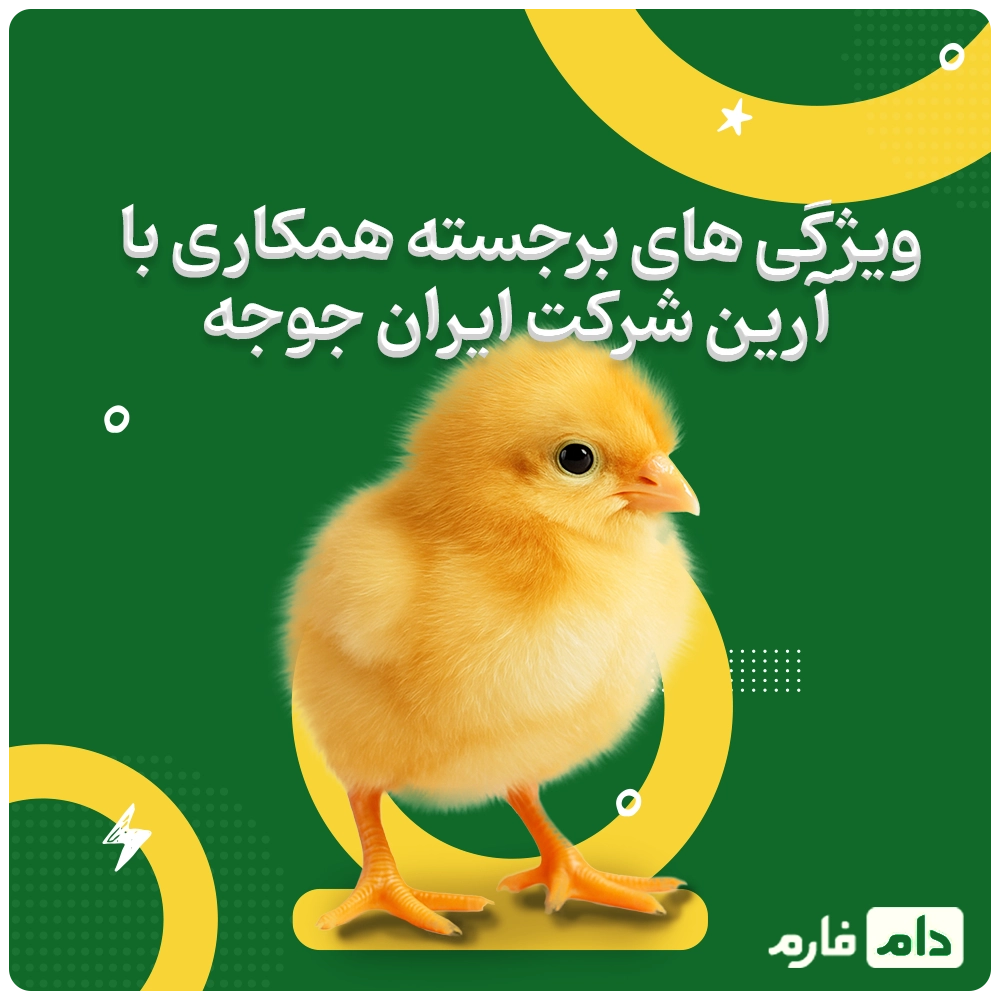 Arian-Day-Old-Chick-Sales-Center-Iran-Chicken-Company