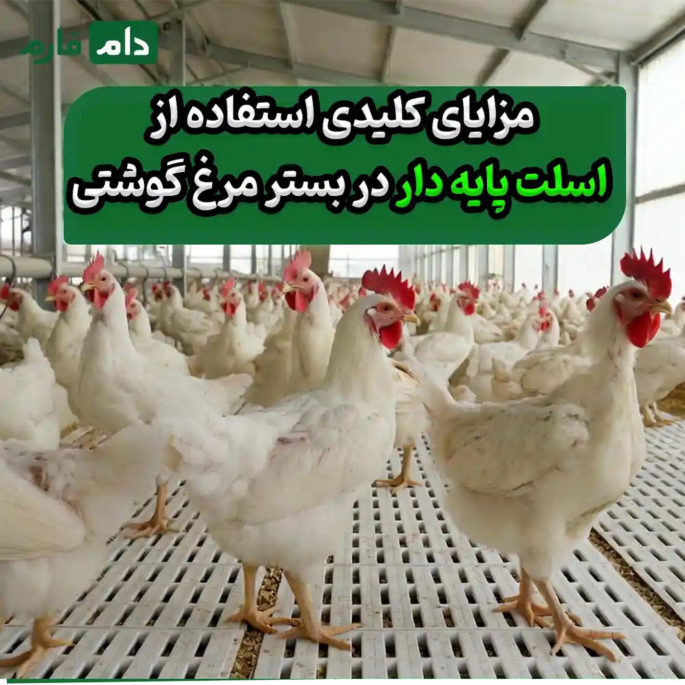 استفاده از اسلت پایه دار در بستر مرغ گوشتی : چرا باید از امروز شروع کنید؟