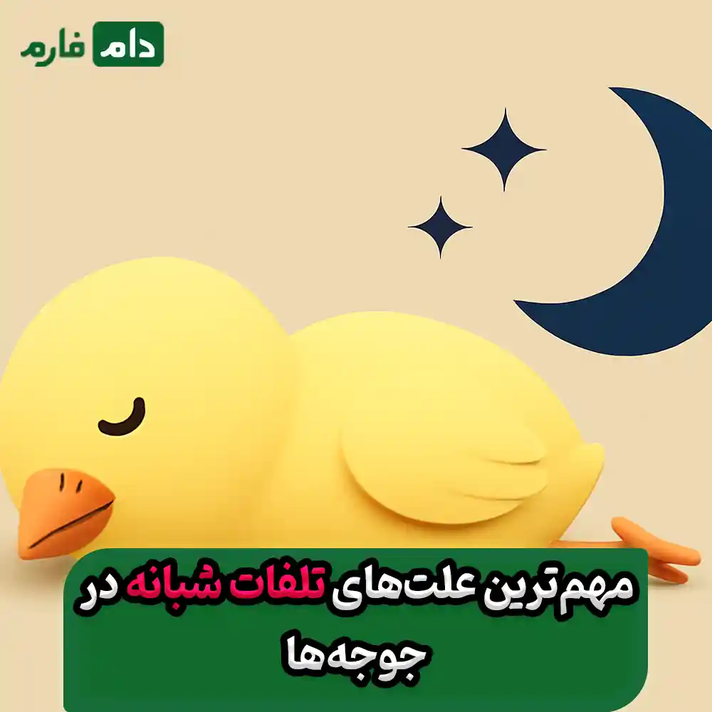 What-is-the-cause-of-high-nighttime-mortality-in-chickens