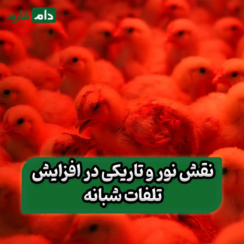 What-is-the-cause-of-high-nighttime-mortality-in-chickens