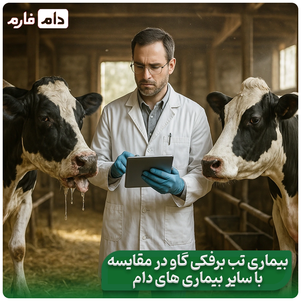 Treatment-and-symptoms-of-foot-and-mouth-disease-in-cattle