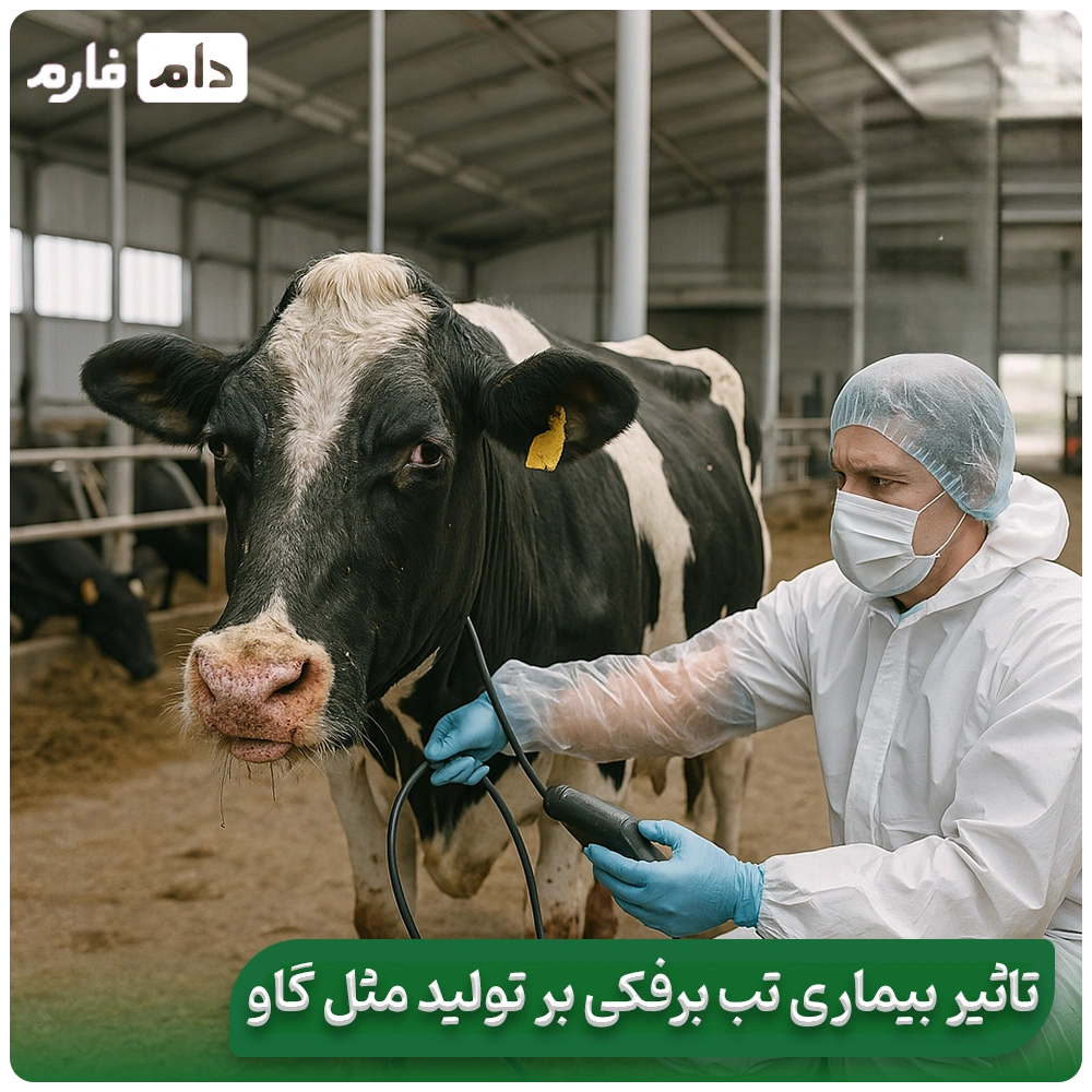 Treatment-and-symptoms-of-foot-and-mouth-disease-in-cattle