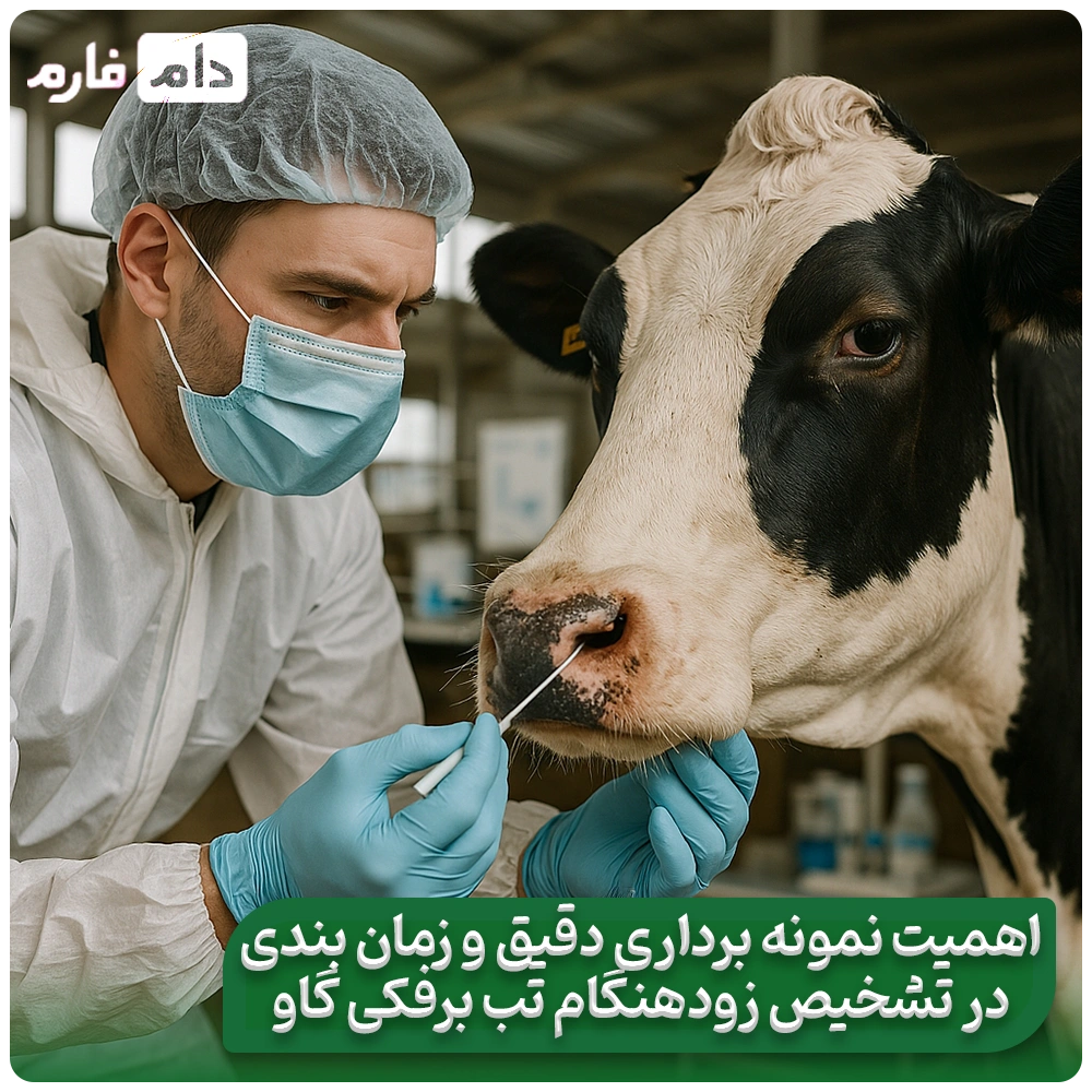 Treatment-and-symptoms-of-foot-and-mouth-disease-in-cattle