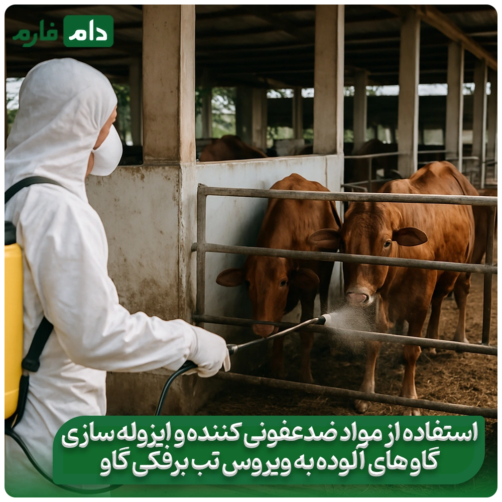 Treatment-and-symptoms-of-foot-and-mouth-disease-in-cattle
