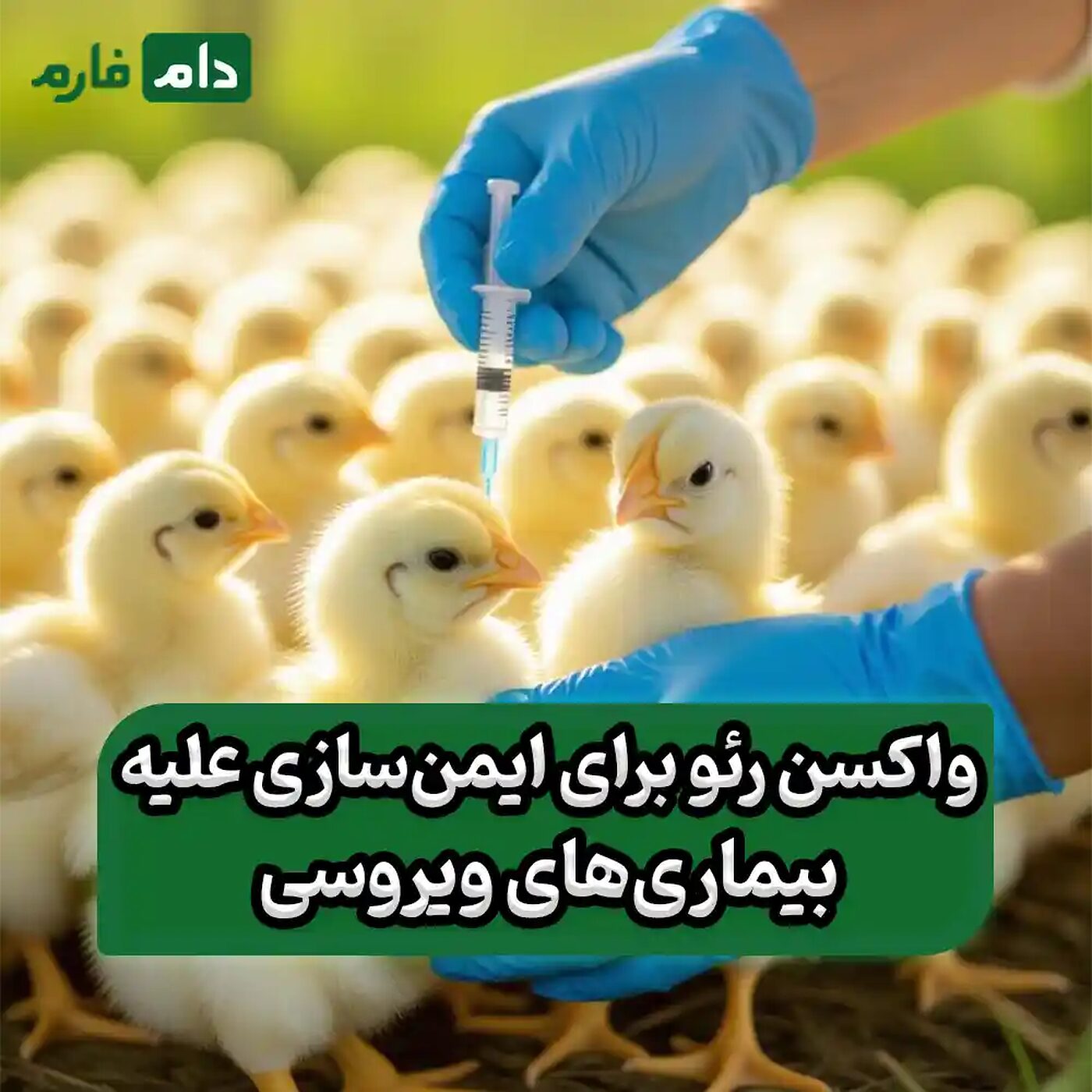 واکسن_رئو_برای_ایمن‌سازی_علیه_بیماری‌های_ویروسی_در_مرغ_گوشتی