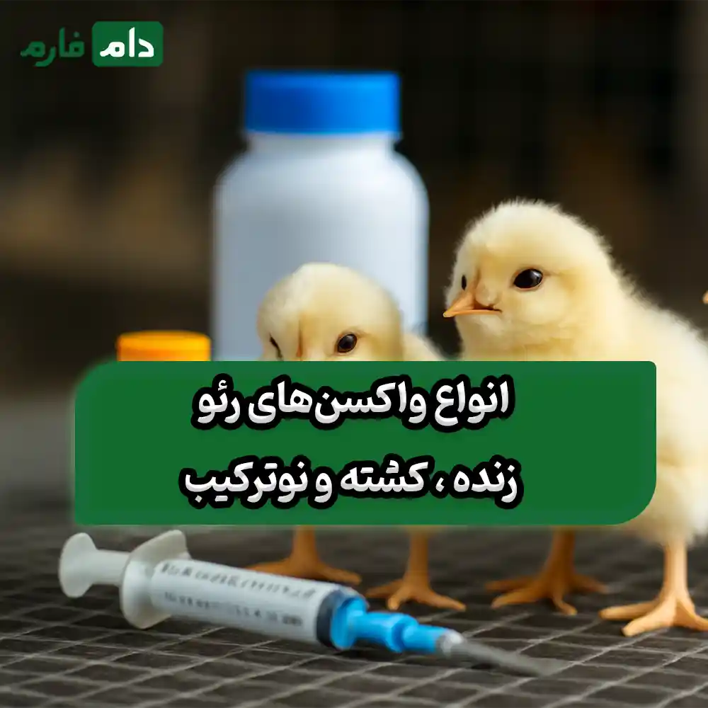 Reo-vaccine-for-immunization-against-viral-diseases-in-broiler-chickens