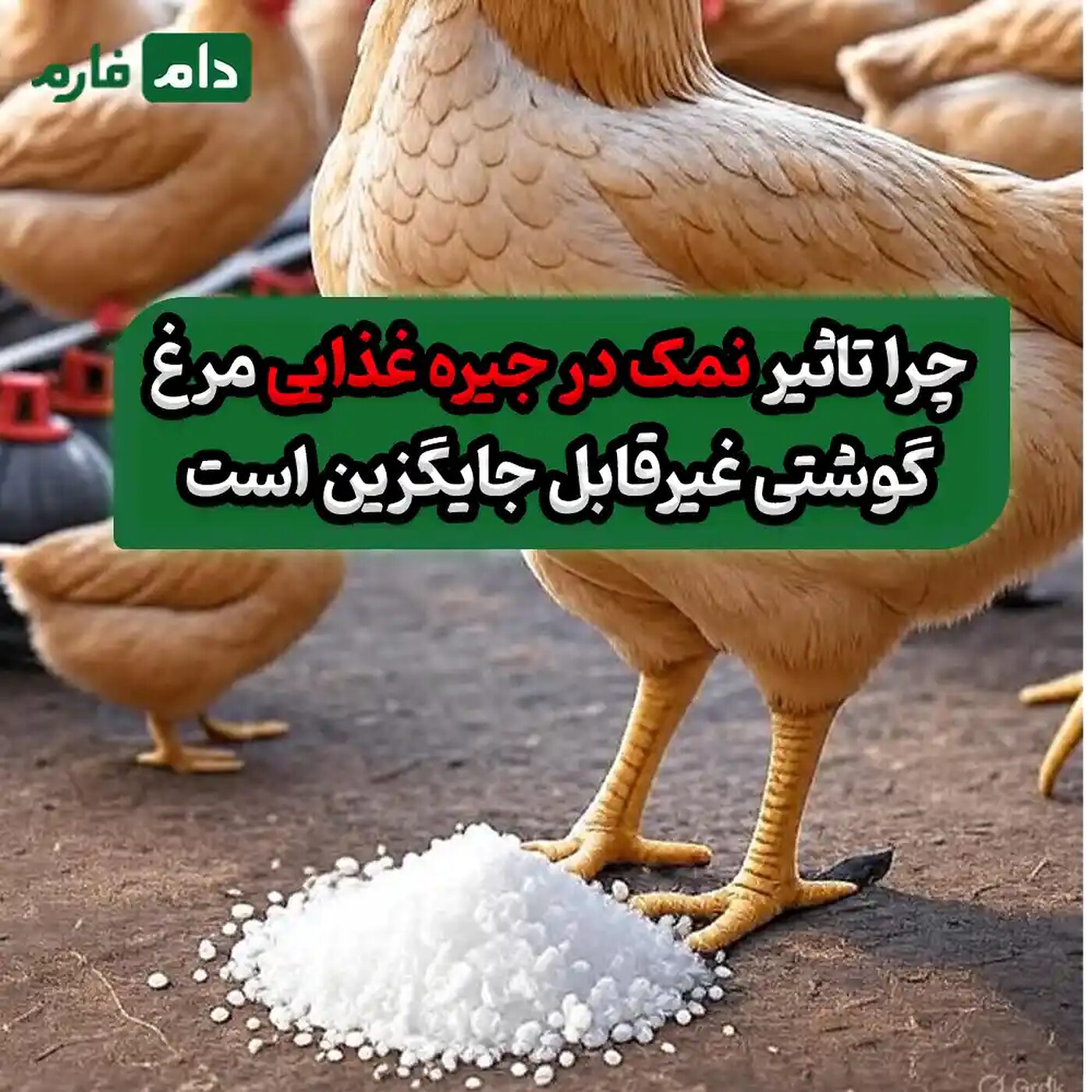 تاثیر_نمک_در_جیره_غذایی_مرغ_گوشتی