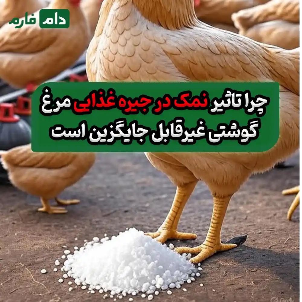 تاثیر_نمک_در_جیره_غذایی_مرغ_گوشتی_