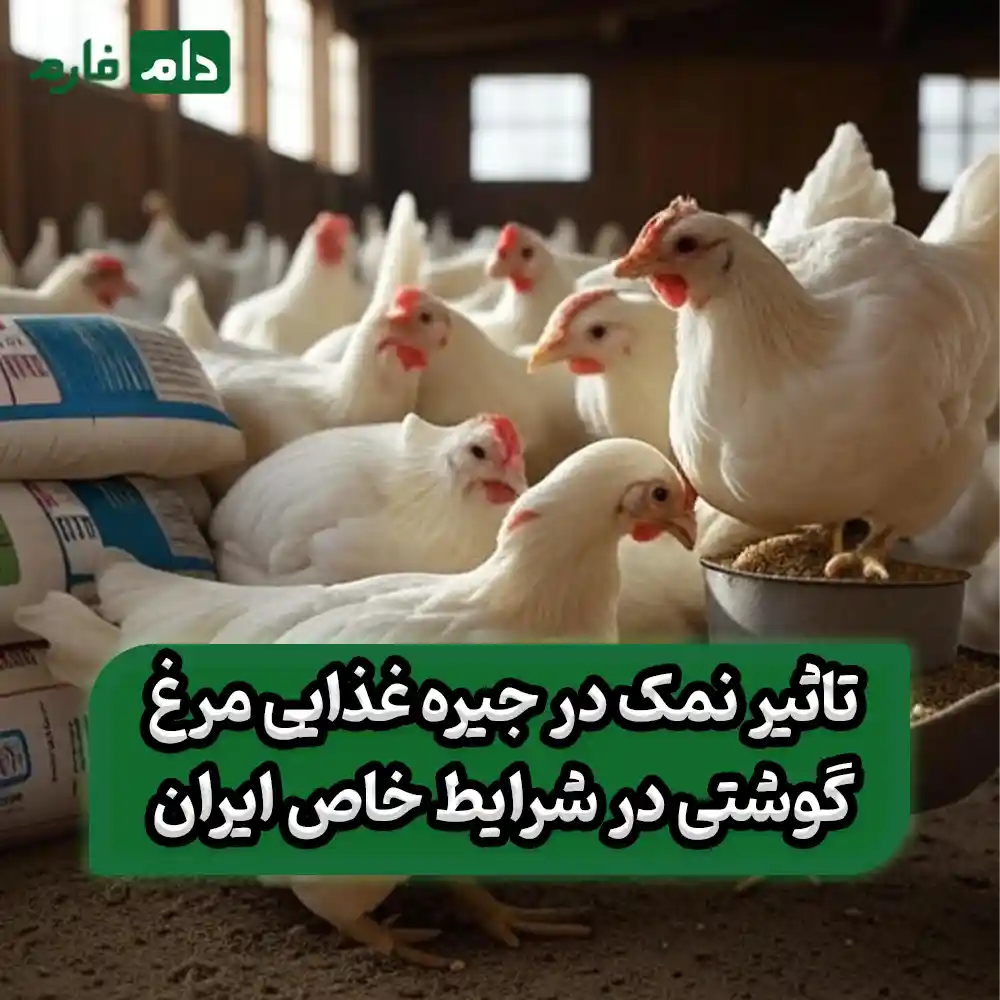 The-effect-of-salt-in-broiler-diets