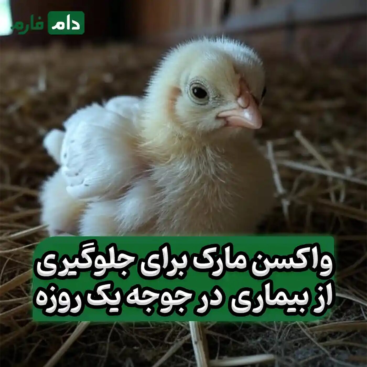 واکسن_مارک_برای_جلوگیری_از_بیماری_مارک_در_جوجه_یک_روزه_هیبرید