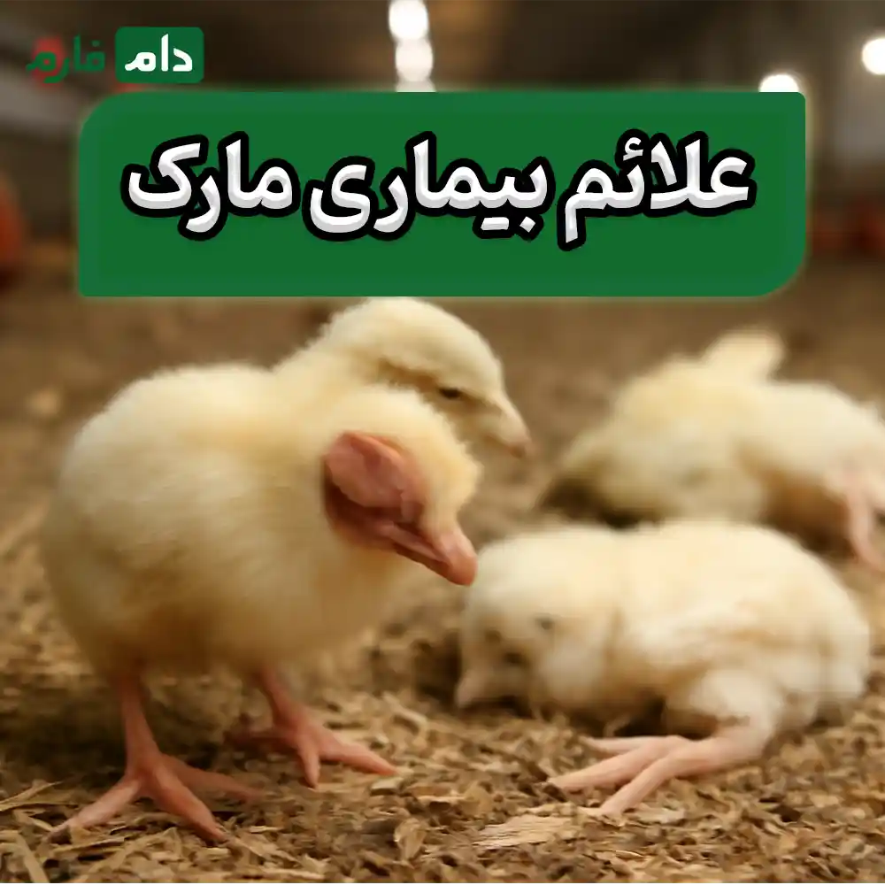 Mark-vaccine-to-prevent-Mark-disease-in-hybrid-day-old-chicks