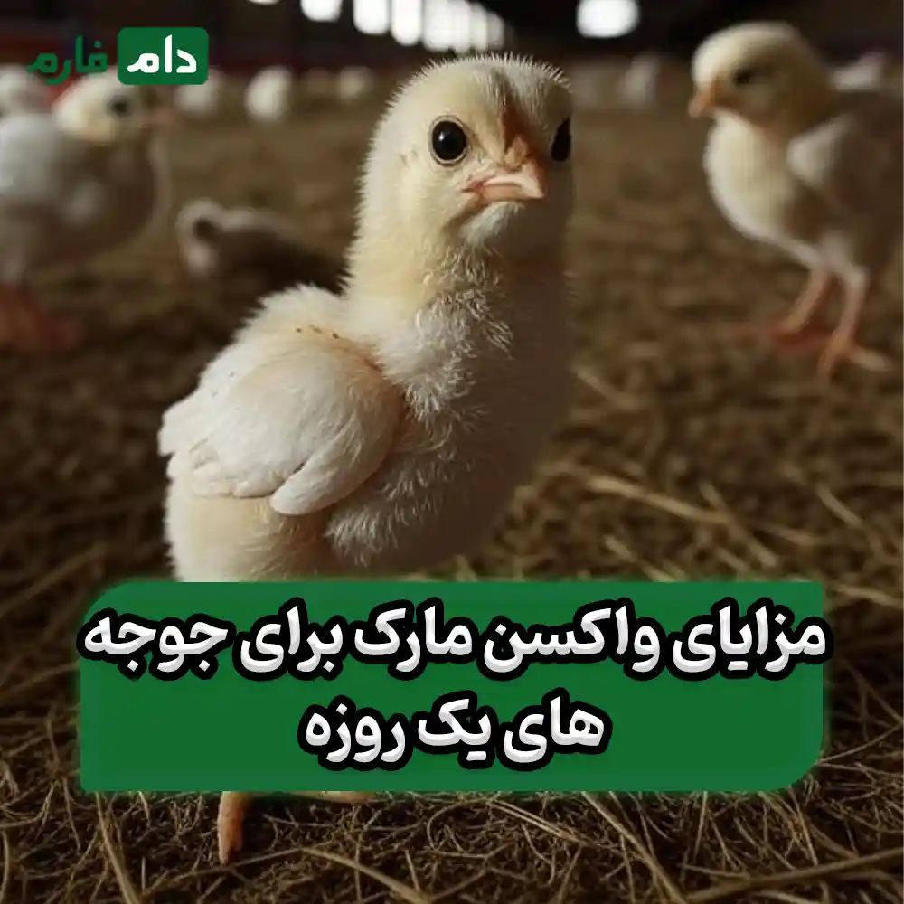 Mark-vaccine-to-prevent-Mark-disease-in-hybrid-day-old-chicks