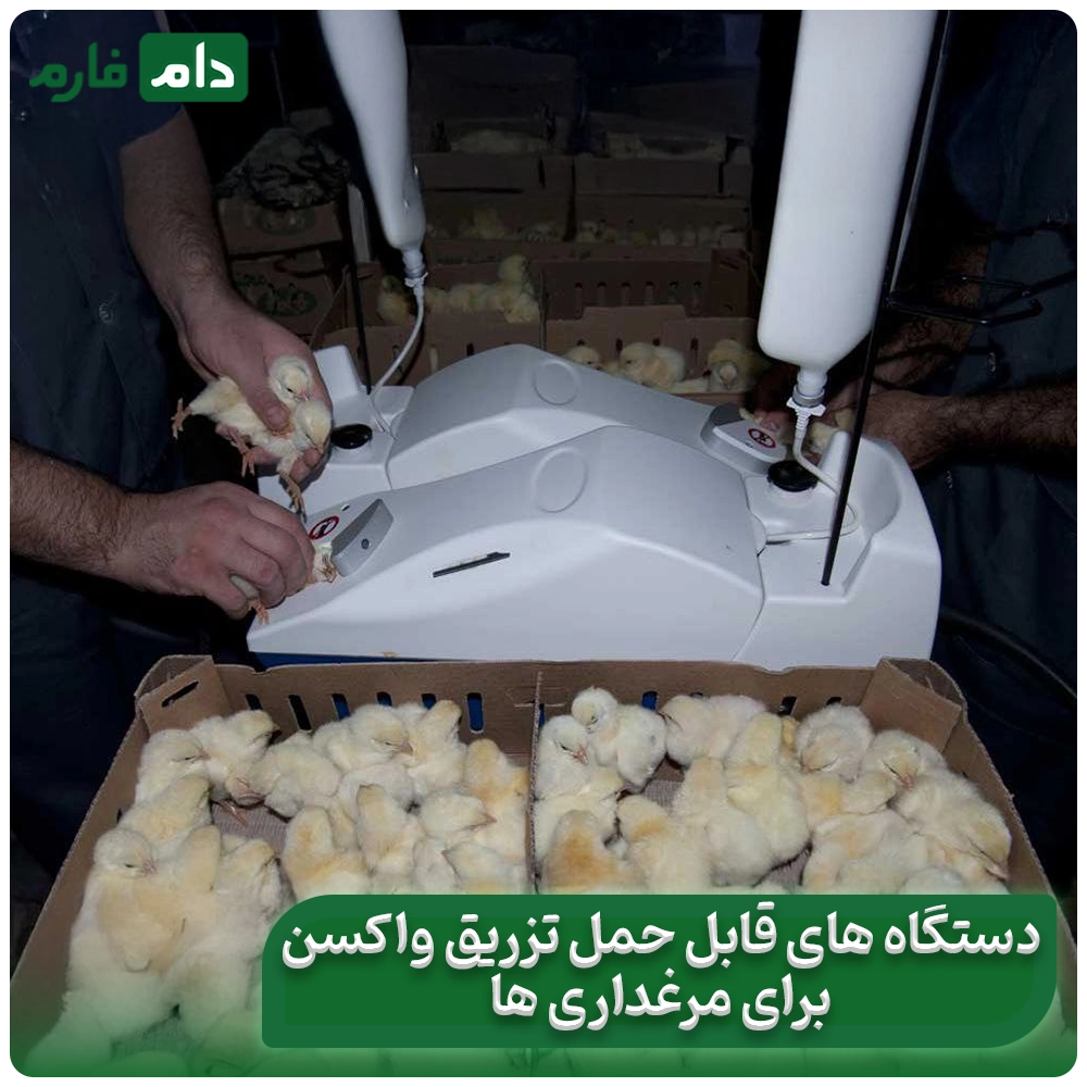 Chicken-and-chicken-vaccine-injection-devices:-from-traditional-to-smart-at-a-glance