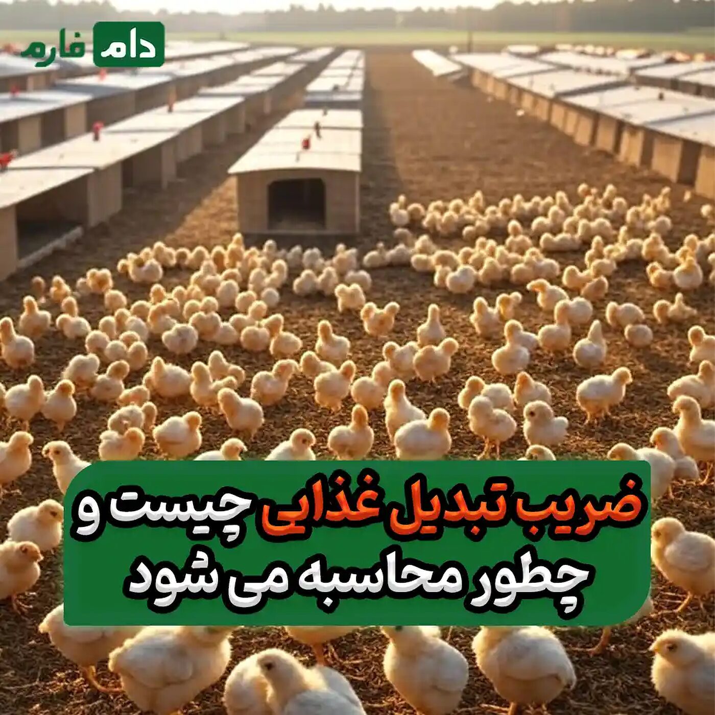 چطور_ضریب_تبدیل_غذایی_مرغداری_را_کاهش_دهیم_:_راهنمای_عملی_برای_افزایش_سود_مرغداران