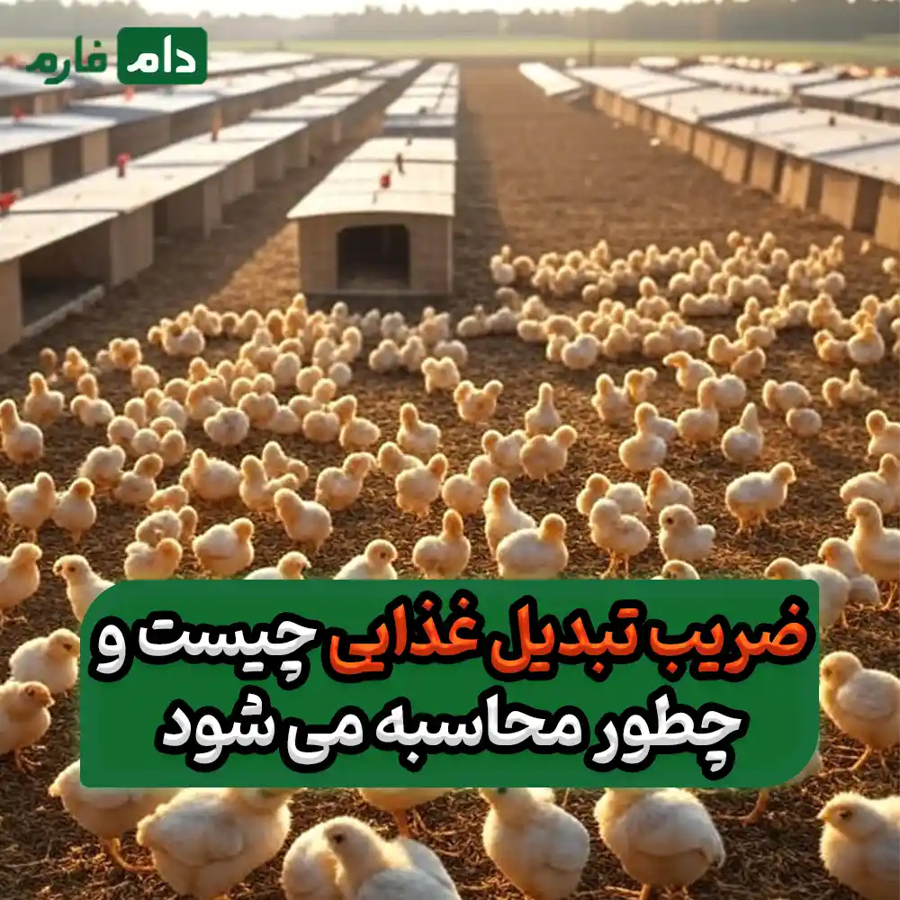 چطور_ضریب_تبدیل_غذایی_مرغداری_را_کاهش_دهیم_:_راهنمای_عملی_برای_افزایش_سود_مرغداران