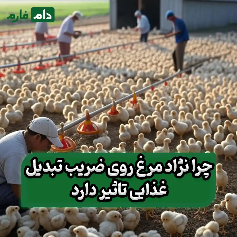 How-to-Reduce-Feed-Conversion-Ratio-in-Poultry-Farms:-A-Practical-Guide-to-Increasing-Poultry-Farm-Profits