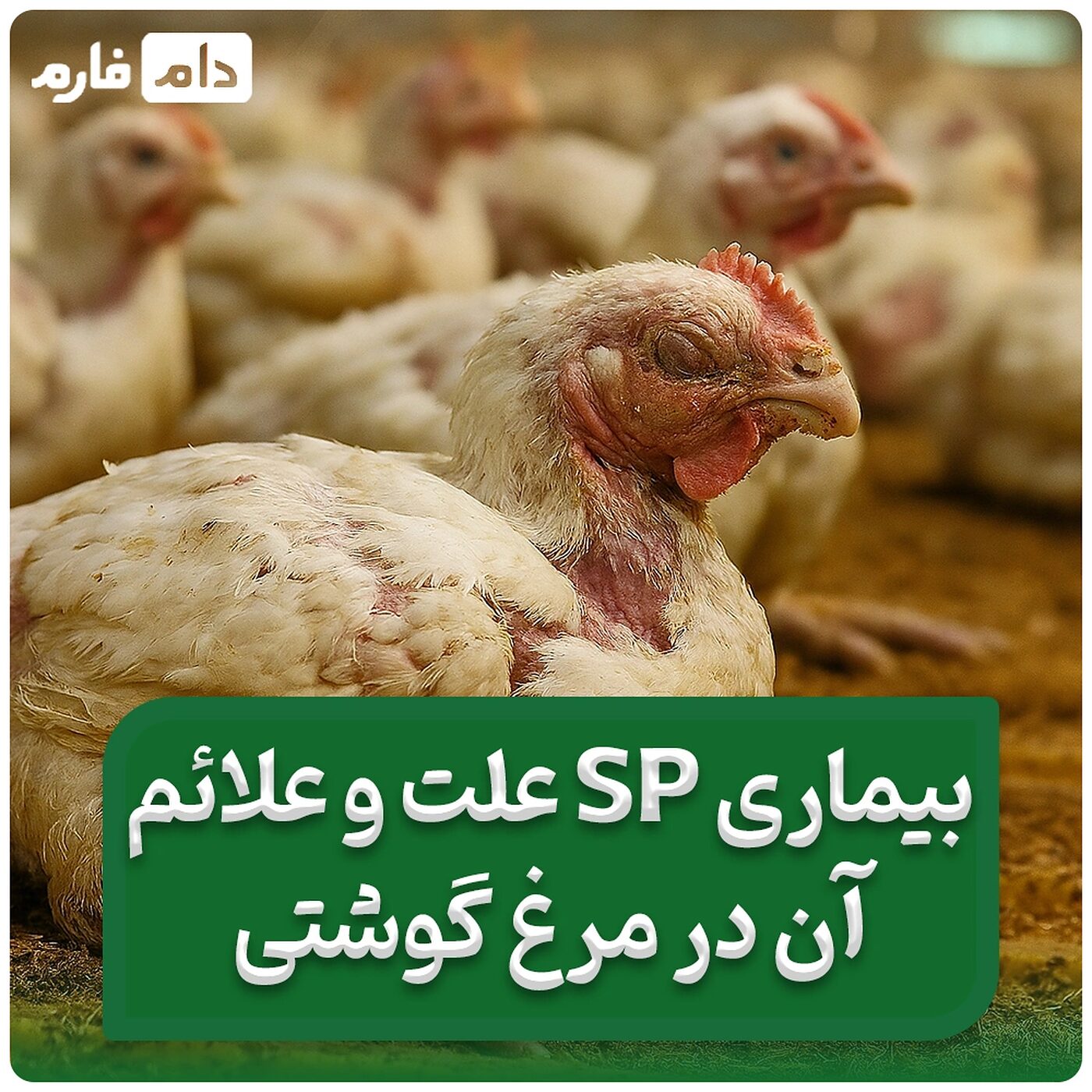 علت_و_علائم_بیماری_sp_در_جوجه_یک_روزه