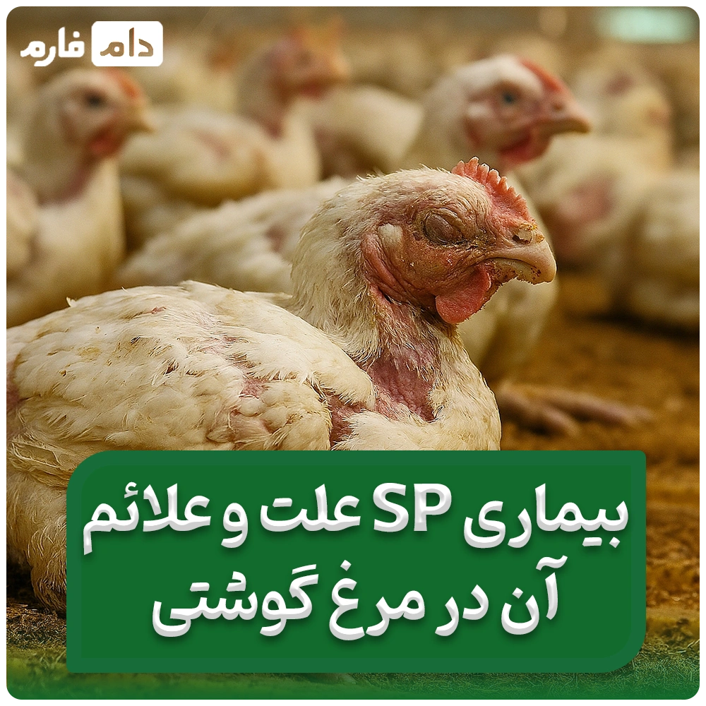 علت_و_علائم_در_sp_در_جوجه_یک_روزه_بیماری_sp_در_مرغ_گوشتی