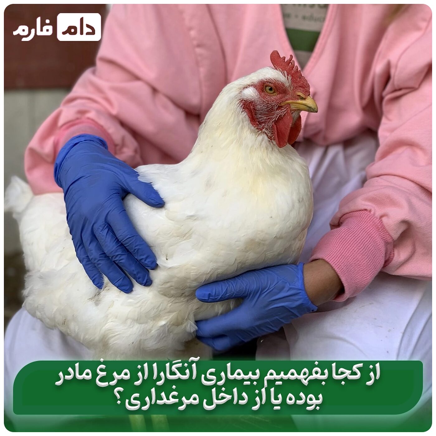 از_کجا_بفهمیم_آنگارا_از_مرغ_مادر_بوده_یا_از_داخل_مرغداری؟