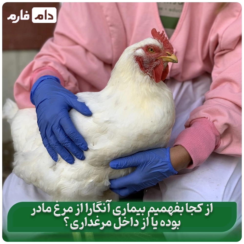 از_کجا_بفهمیم_آنگارا_از_مرغ_مادر_بوده_یا_از_داخل_مرغداری؟