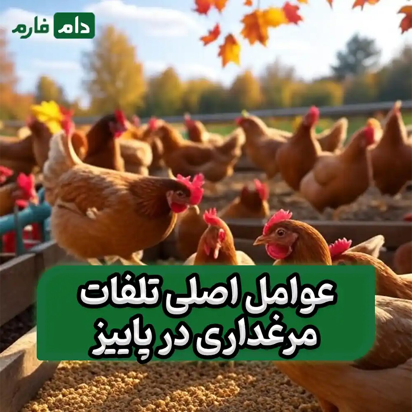 راهکارهای_کاهش_تلفات_مرغداری_در_پاییز