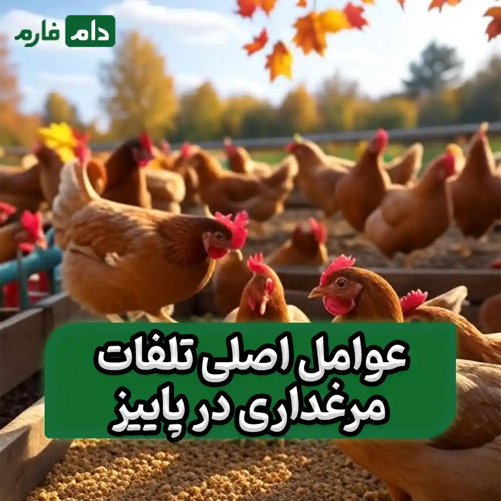 راهکارهای_کاهش_تلفات_مرغداری_در_پاییز