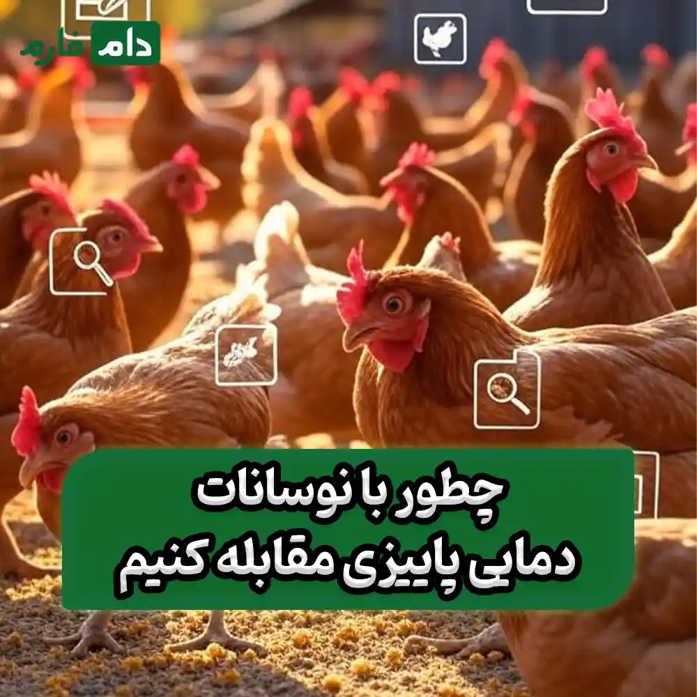 Strategies-to-reduce-poultry-losses-in-the-fall