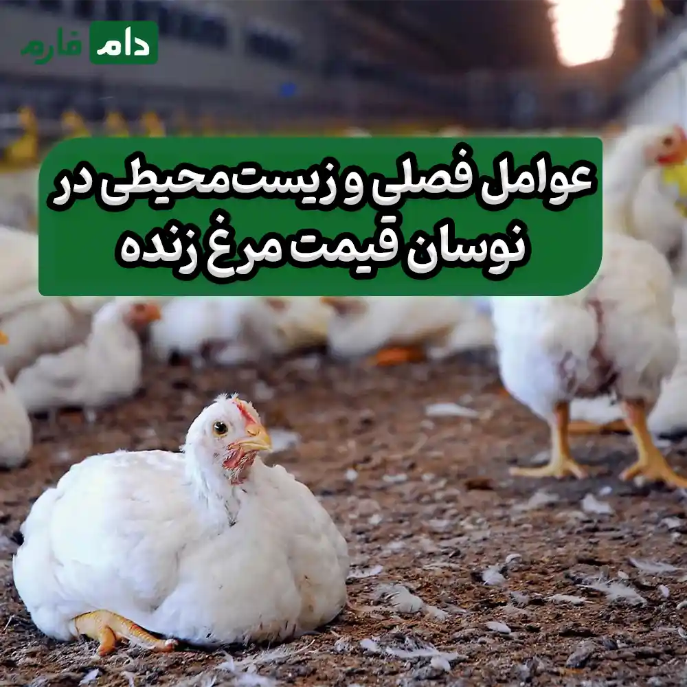 Shock-to-Iranian-tables-Why-has-the-price-of-live-chicken-decreased-today
