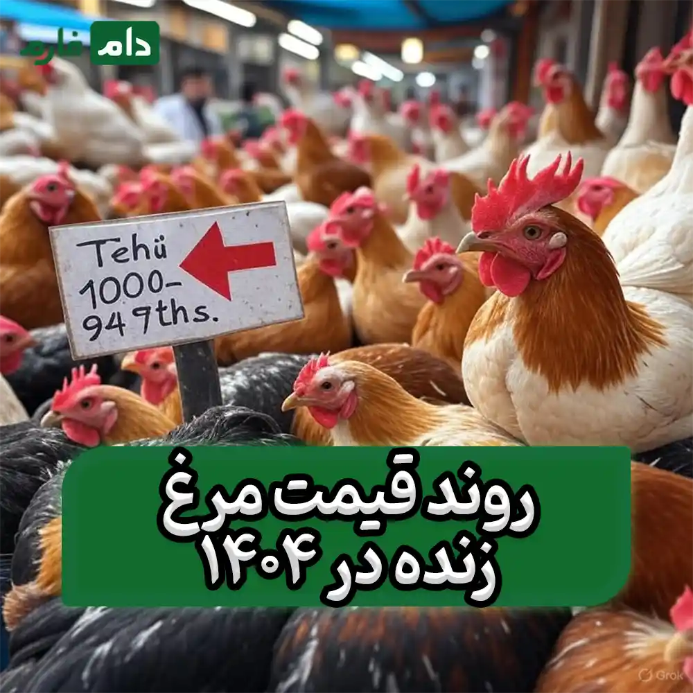 Shock-to-Iranian-tables-Why-has-the-price-of-live-chicken-decreased-today