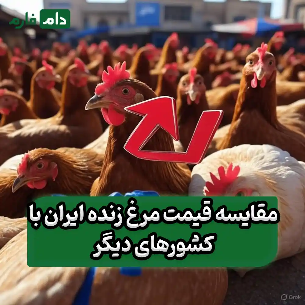 Shock-to-Iranian-tables-Why-has-the-price-of-live-chicken-decreased-today