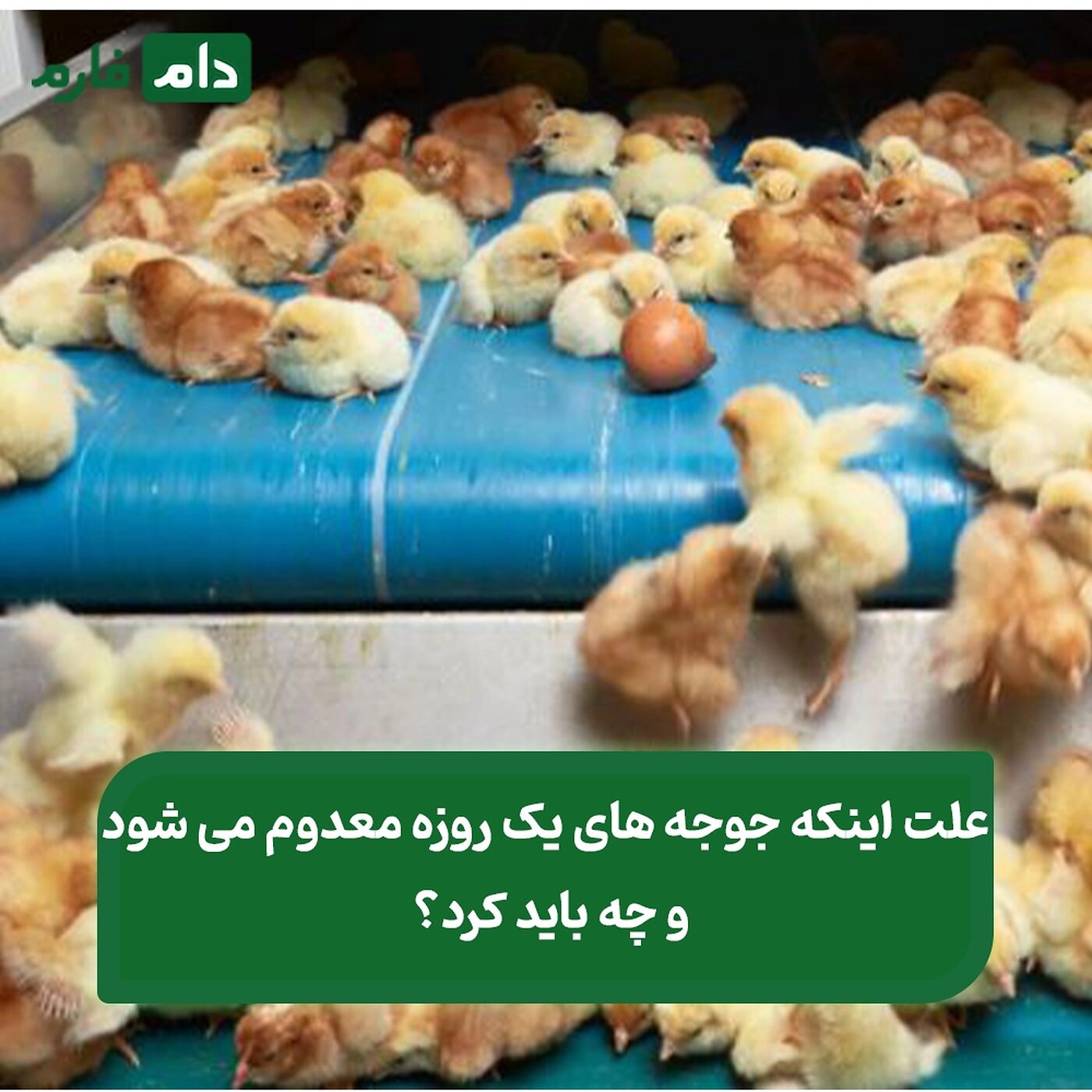 چرا_جوجه_یک‌_روزه_معدوم_می_‌شود_و_چه_باید_کرد؟