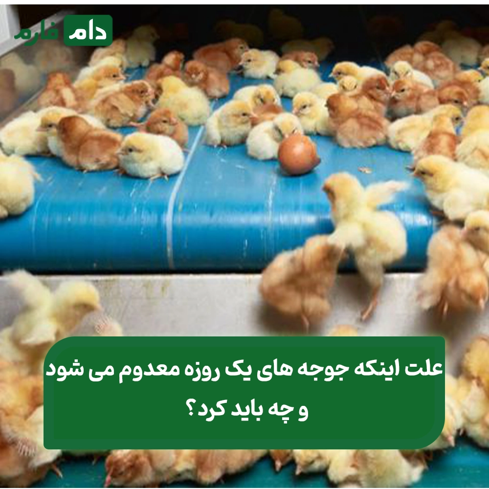 چرا_جوجه_یک‌_روزه_معدوم_می_‌شود_و_چه_باید_کرد؟