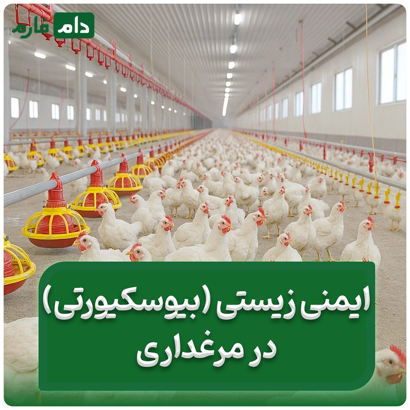 ایمنی_زیستی_(بایوسیکوریتی)_در_مرغداری‌ها_:_مرغداری_خود_را_به_دژ_سلامت_تبدیل_کنید؟